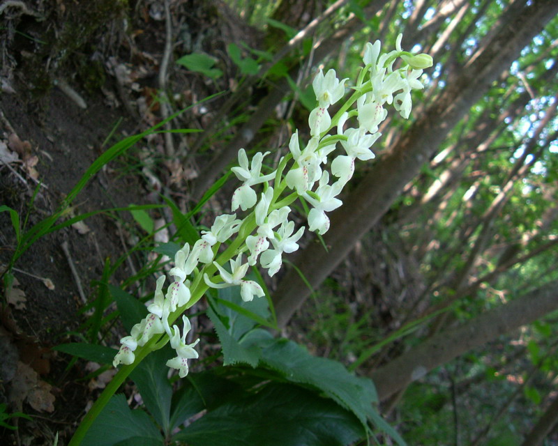 Orchis provincialis